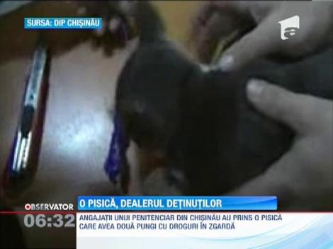 Pe-asta nu credeai ca o sa o vezi! O pisica, dealerul detinutilor dintr-un penitenciar din Chisinau