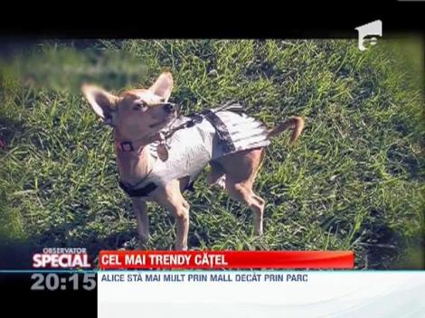 Cel mai trendy catel de companie