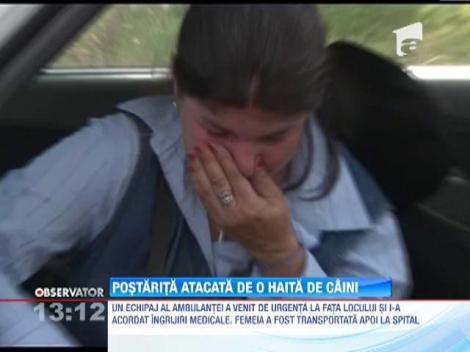 Postarita atacata de o haita de maidanezi