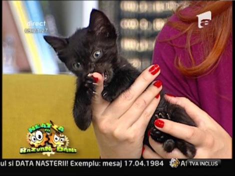 Tot ce trebuie sa stii despre pisici!