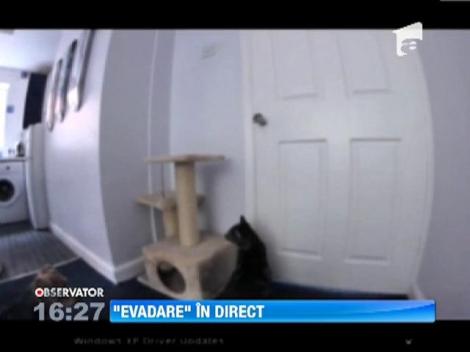 O pisica si amicul ei caine, maestrii evadarilor din casa