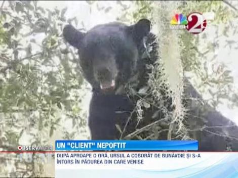 Copac din fata unui cabinet stomatologic, refugiu pentru un urs