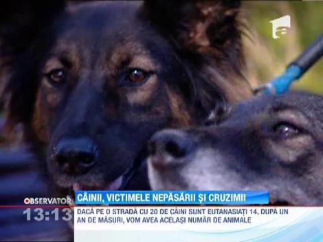 Cainii, victimele nepasarii si cruzimii oamenilor