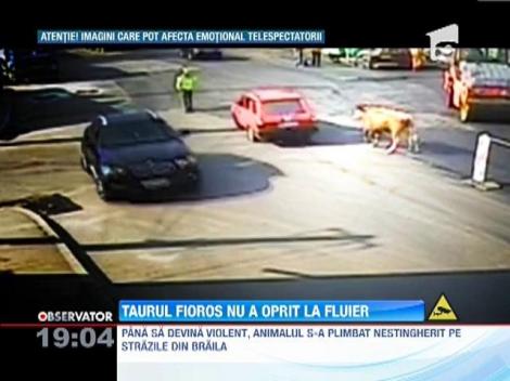 Politistul din Braila luat in coarne de taur, bucuros ca a scapat cu viata