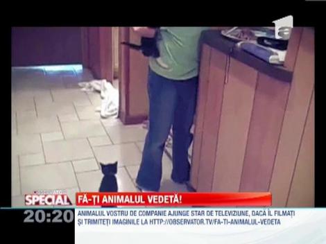 Ora mesei pentru pisici