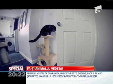 Evadarea animalelor de companie