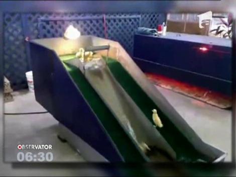 Mai multe ratuste, vedete dupa ce s-au aventurat pe un tobogan acvatic