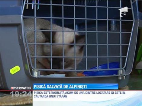 O pisica ramasa prizoniera la inaltime, salvata de alpinsti