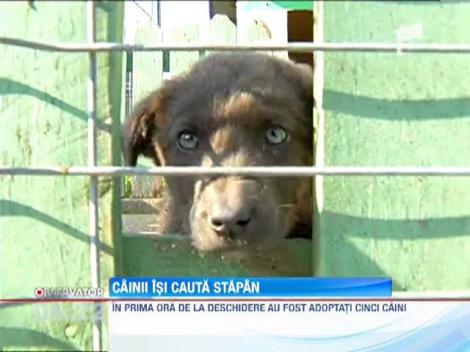 Zeci de caini au fost adoptati in cateva ore, la marginea Capitalei