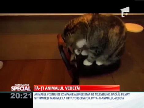 Fa-ti animalul vedeta!