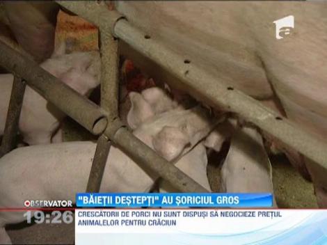 Crescatorii de porci nu sunt dispusi sa negocieze pretul animalelor pentru Craciun