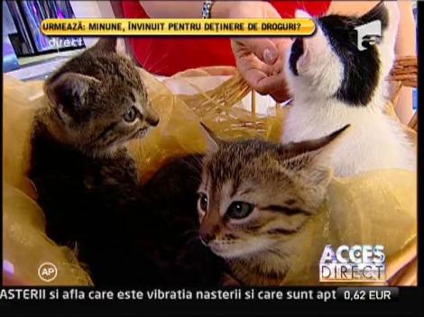 Simona Gherghe ofera spre adoptie trei pisoiasi!