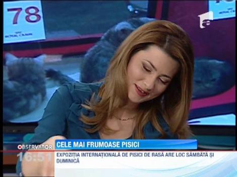 Cele mai frumoase pisici vor putea fi vazute, in acest week-end, la Sala Palatului din Bucuresti
