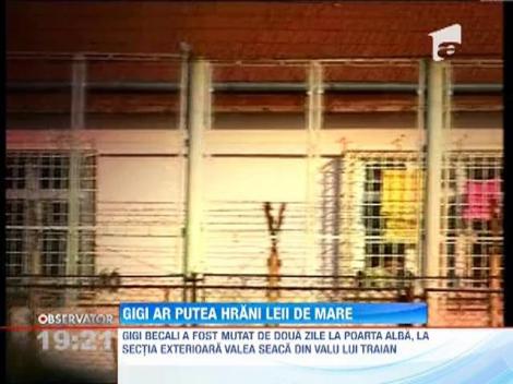 Gigi Becali ar putea fi gradinar la LPF