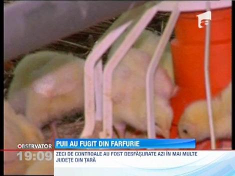 Peste 20 de tone de carne de pui, posibil infestata cu salmonella, retrase de pe piata