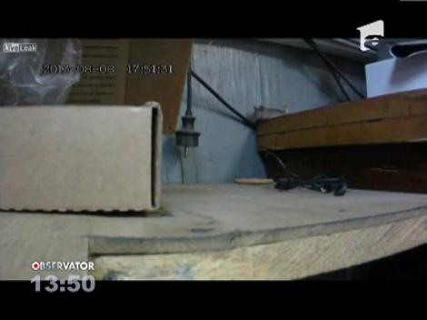 Un barbat din Rusia a postat un film cu un soarece care se chinuie cateva minute sa fure un buscuit de pe jos