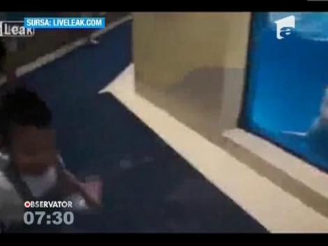 Un delfin din China a devenit faimoas pentru faptul ca nu ii plac copiii