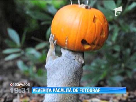 Imagini INEDITE! Veverita pacalita de un fotograf
