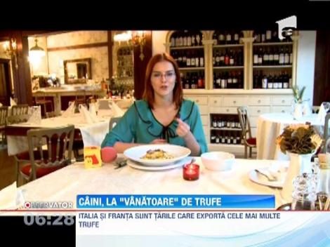 Caini antrenati pentru "vanatoarea" de trufe, in padurile din Romania!