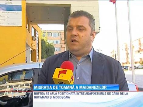 Caini fara stapan au inceput sa fie livrati in localitatile din jurul Bucurestiului