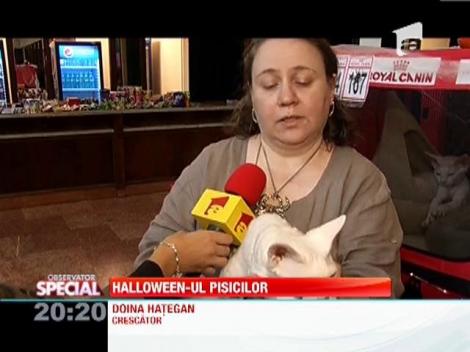 Halloween-ul pisicesc