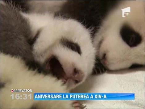 Sunt mici, dar deja celebri! Fa cunostinta cu 14 pui de panda adorabili