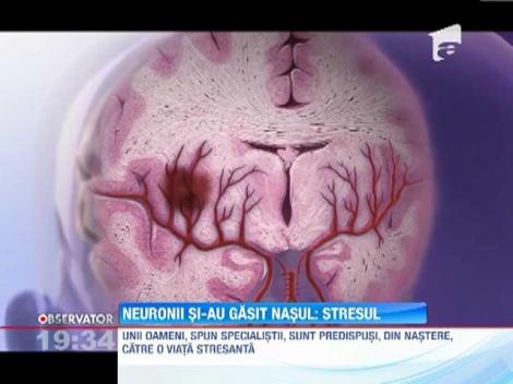 Studiu: Stresul omoara neuronii