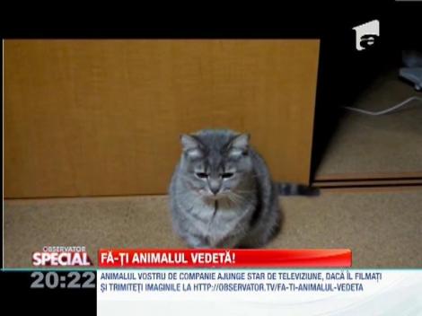 Pisicile, niste escroace sentimentale