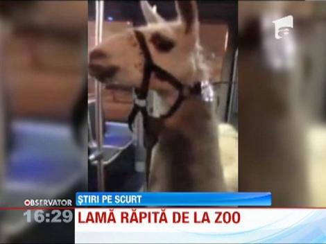 O lama fost furata de la gradina zoologica din Bordeaux