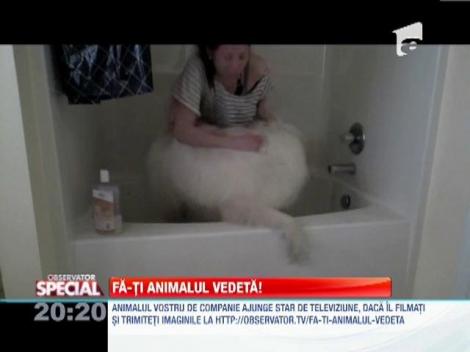 Fa-ti animalul vedeta!