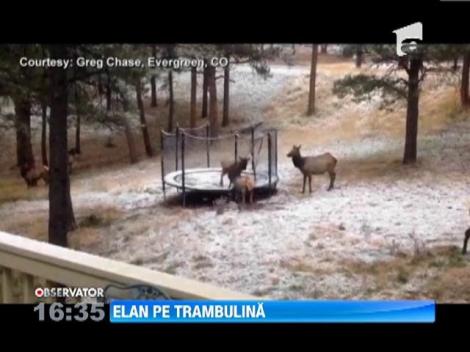 VIDEO FUNNY: Atențiune, atențiune! Elan pe trambulină