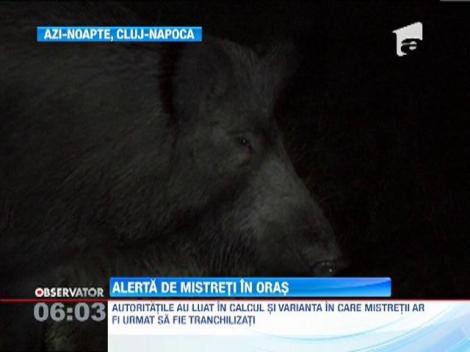 Doisprezece mistreti au iesit la plimbare pe strazile din Cluj-Napoca