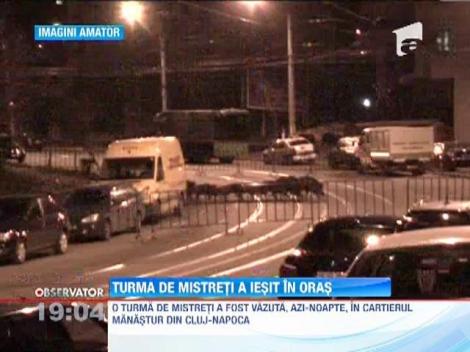 O turma de mistreti s-a ratacit prin Cluj