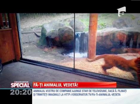 Fă-ti animalul vedetă!