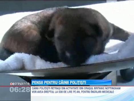 În Marea Britanie foştii câini poliţişti iau... pensii!