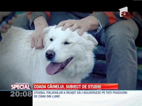 Coada câinelui, subiect de studiu