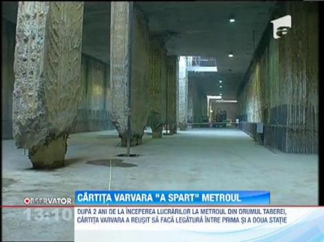 Cârtiţa Varvara a reuşit azi să facă legătură între prima şi a doua staţie la metroul din Drumul Taberei