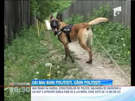 Valoarea câinilor poliţisti se măsoară în zeci de mii de lei