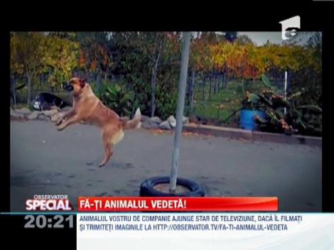 Fă-ti animalul vedetă!
