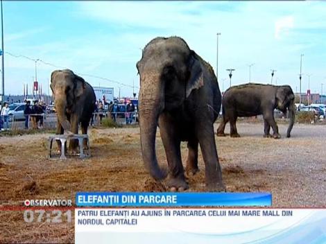 Patru elefanţi au poposit în parcarea celui mai mare mall din nordul Capitalei