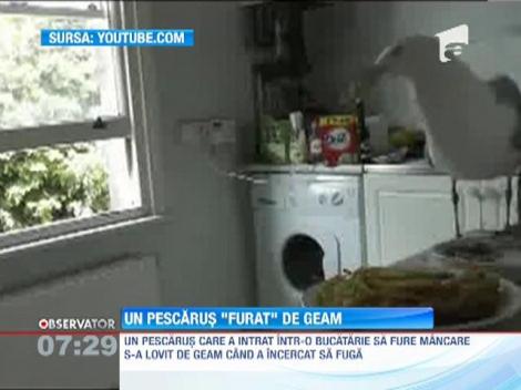 Un pescăruş a ajuns celebru pe internet