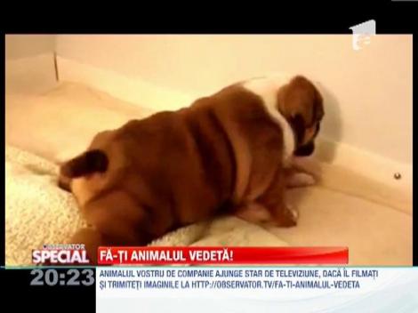 VIDEO! Primii paşi în lume! Şi căţeii învaţă să meargă