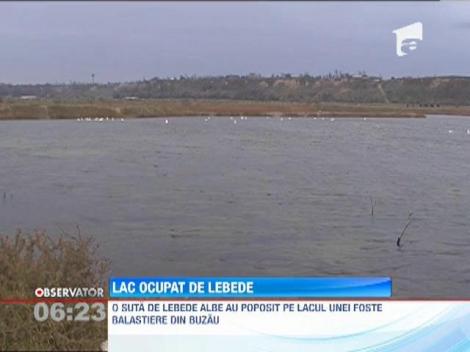 O fostă balastieră de la marginea Buzăului a devenit refugiul perfect pentru lebede