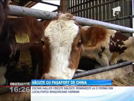 Fermierii români vor exporta peste jumătate de milion de vaci spre piaţa Chinei