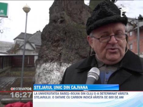 Locuitorii din Cajvana, judeţul Suceava, se mândresc cu cel mai mare si cel mai bătrân stejar din Europa de Est
