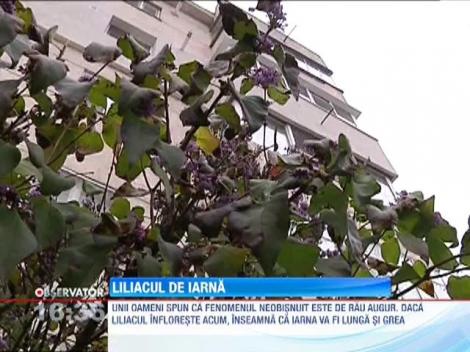 În Brăila a înflorit liliacul!