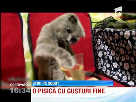 O pisică cu gusturi fine