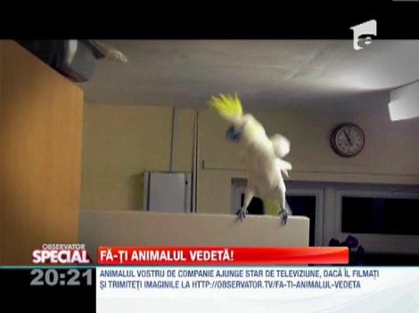 SPECIAL! Un papagal dansează dab-step!