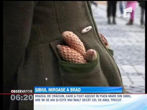 Brad de peste 20 de metri înălţime, amplasat în Piaţa Mare din municipiul Sibiu