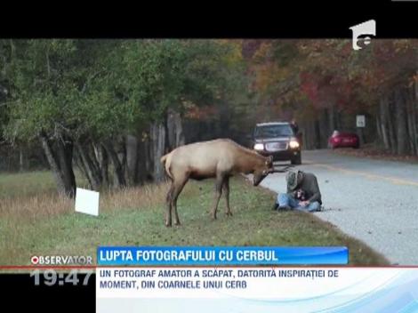 Fotograf atacat de un cerb